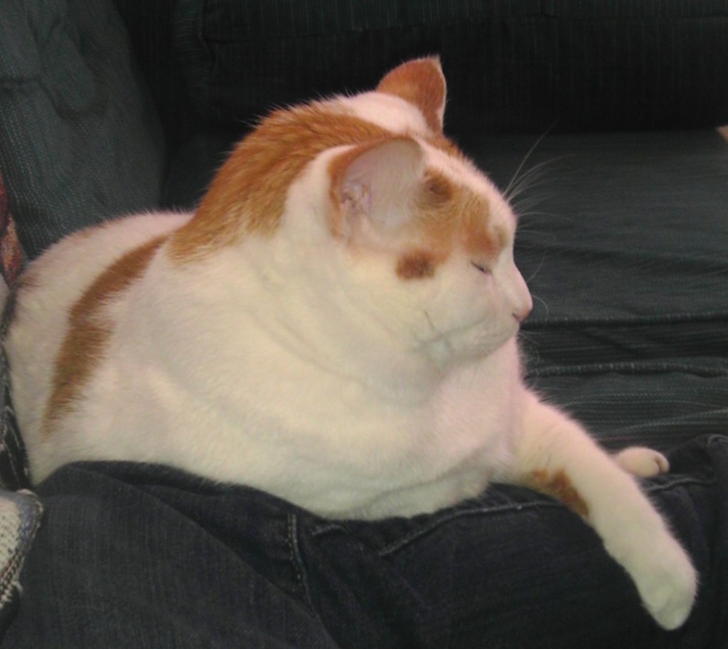 My last picture of Ozzie; taken on March 21st, 2014.