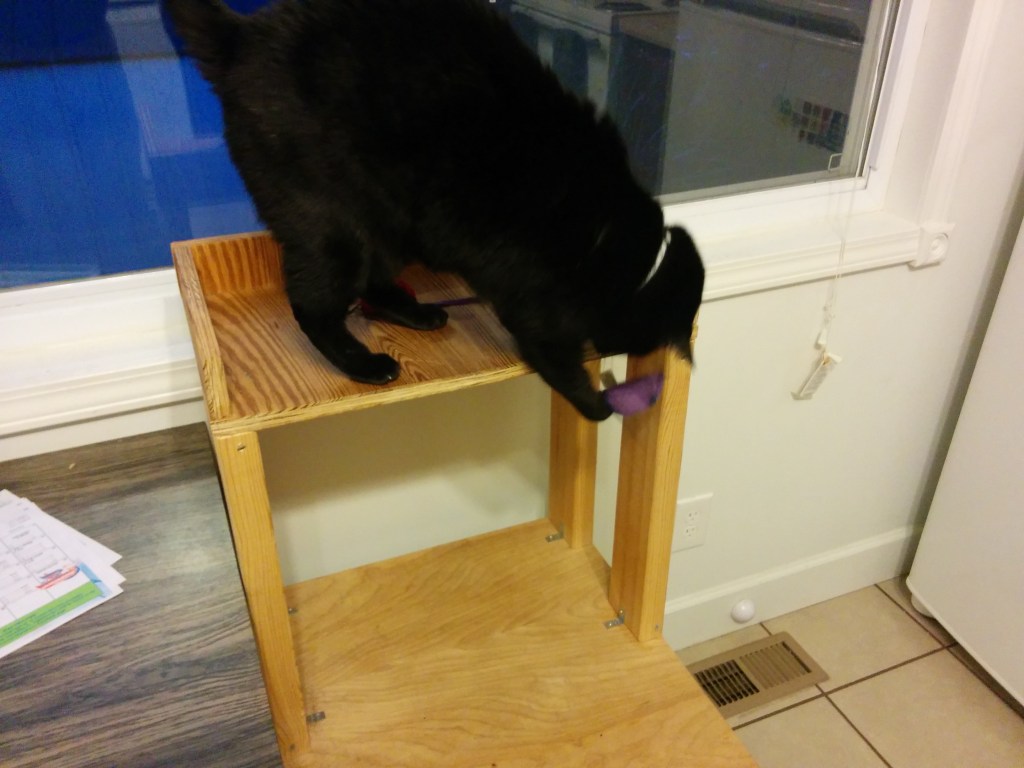 Look at him going to town on that purple mouse.